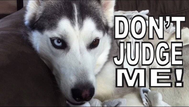 putting a sock on a dog's head