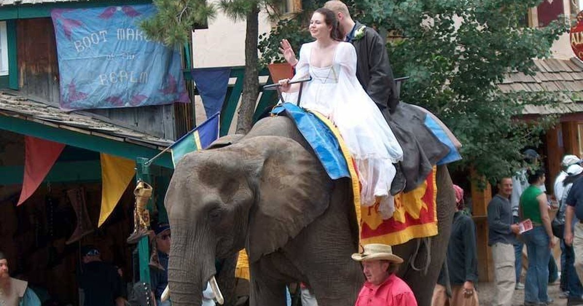 Elephant Rides Are Always Cruel Even If They're 'Treated Well' The Dodo