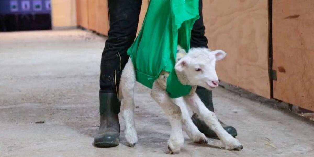 Little Lamb Wasn't Supposed To Live. But Then She Learned To Run. - The ...