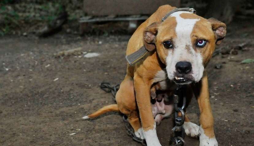 Feds detail alleged dogfighting operation at Vick property - Statesboro  Herald