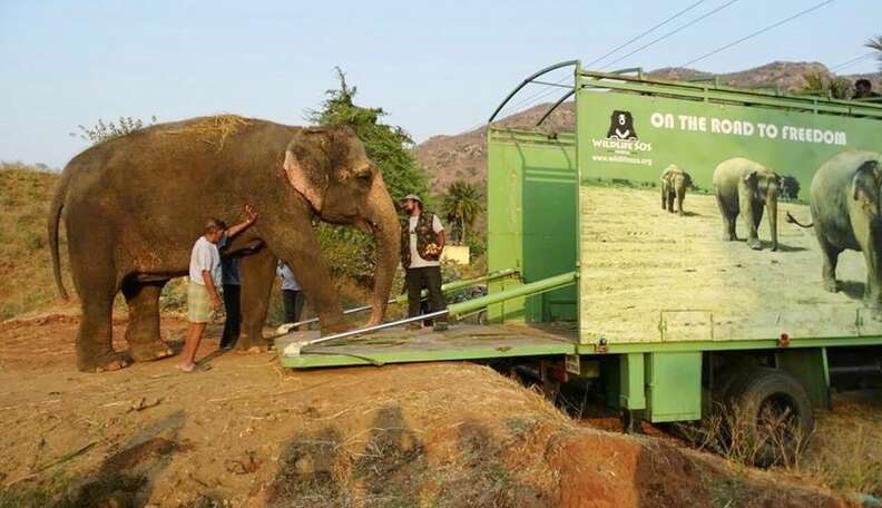 Elephant Rides To Freedom After 53 Years Of Abuse In The Circus - The Dodo