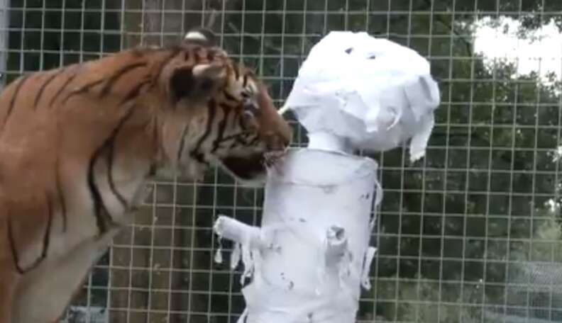 Former Circus Tiger Has Some Halloween Fun Playing With Toilet Paper Mummy The Dodo