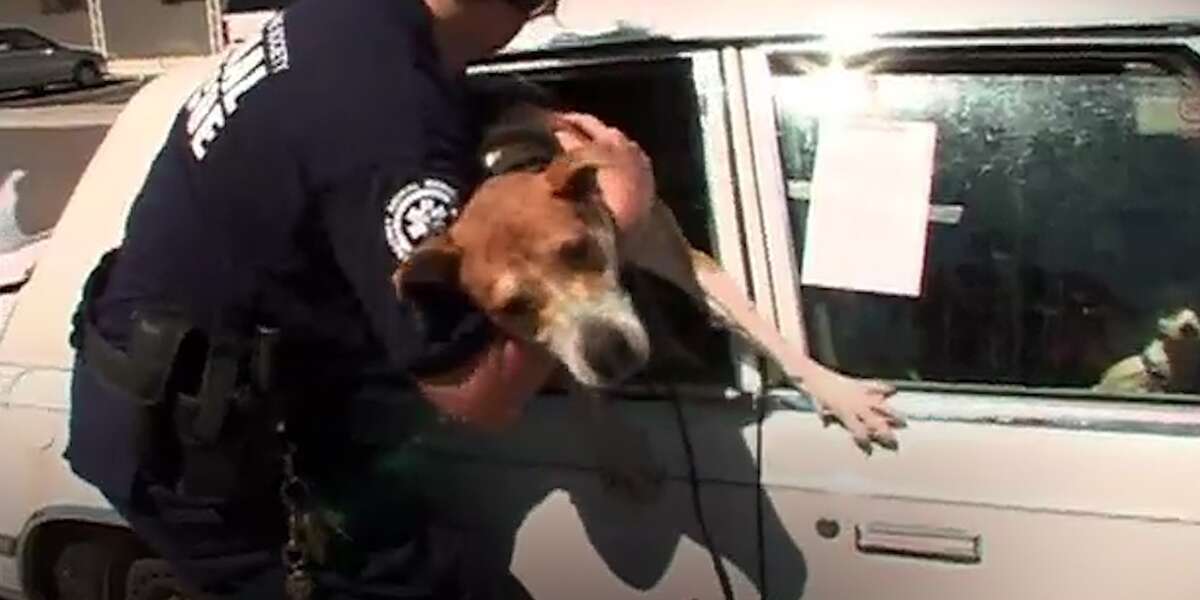 Cop Smashes Car Window To Rescue 7 Trapped Dogs - The Dodo