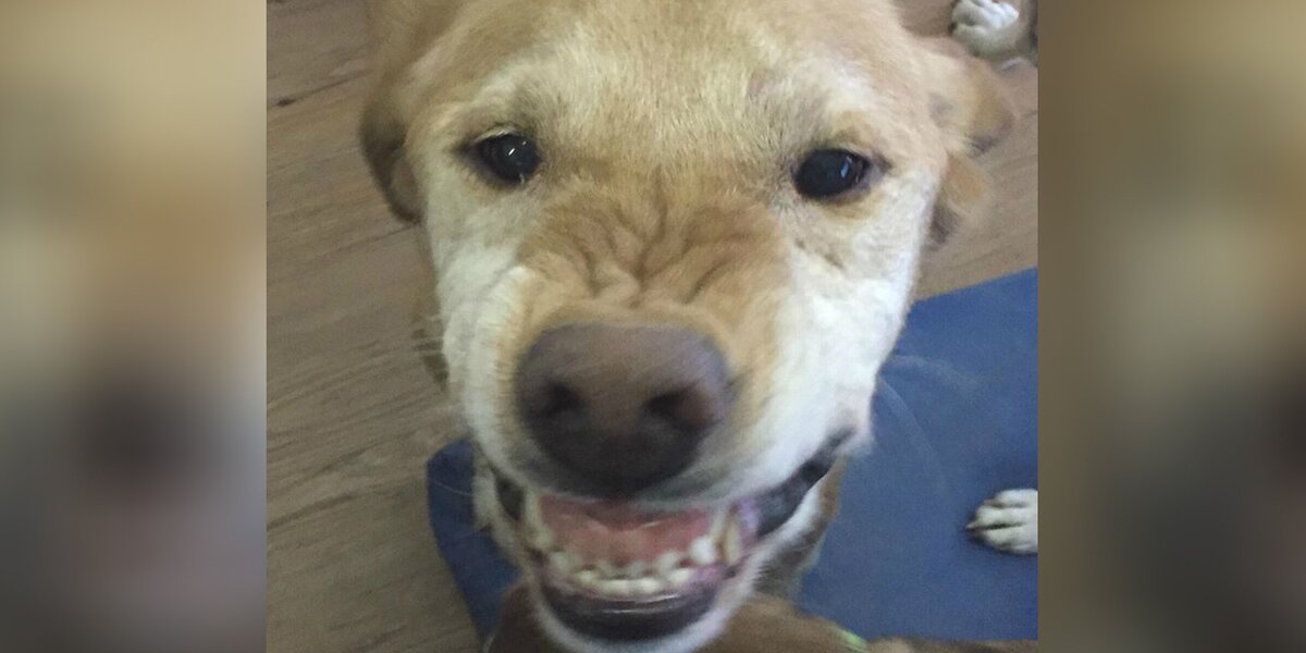 Dog With Funny Smile Just Wants A Family Who Gets Her - The Dodo