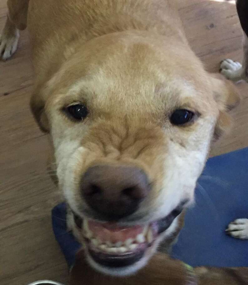 dog smiles