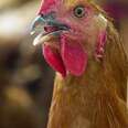 Criminal Act Distracts From Daily Abuse Suffered By Chickens