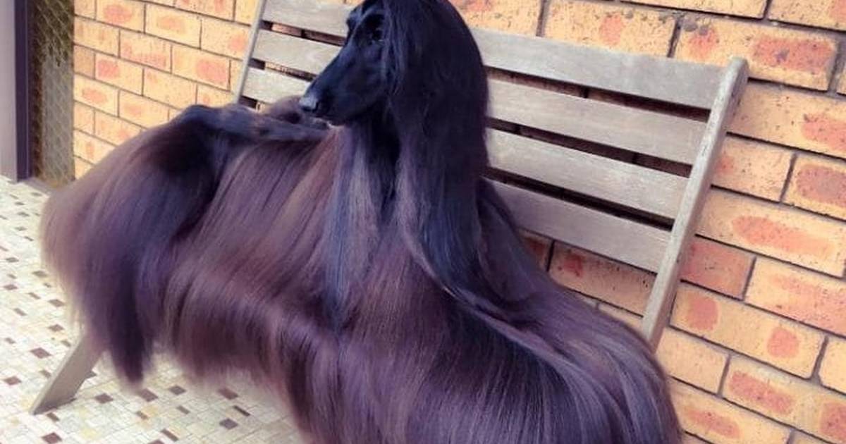 Pretty Show Dog Retires And Finally Gets To Be Herself The Dodo