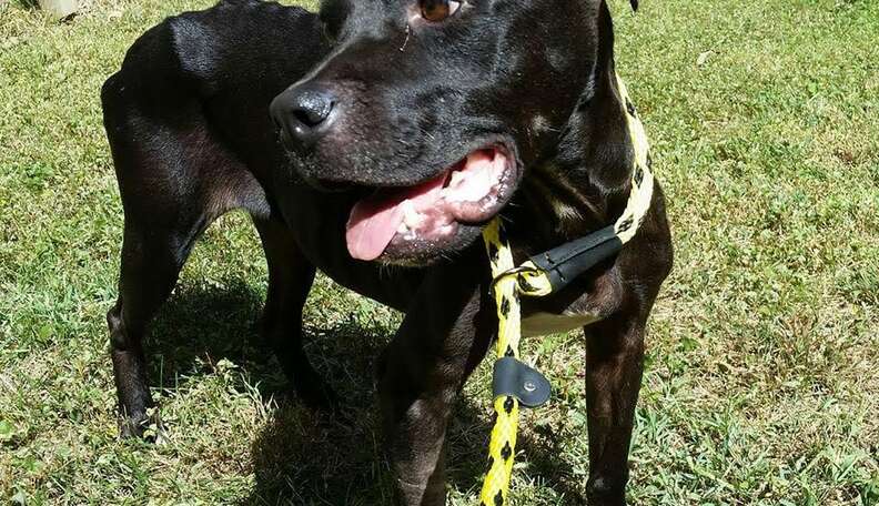 Skinny Dog Who Collapsed At Shelter Is Learning To Love Life Again ...