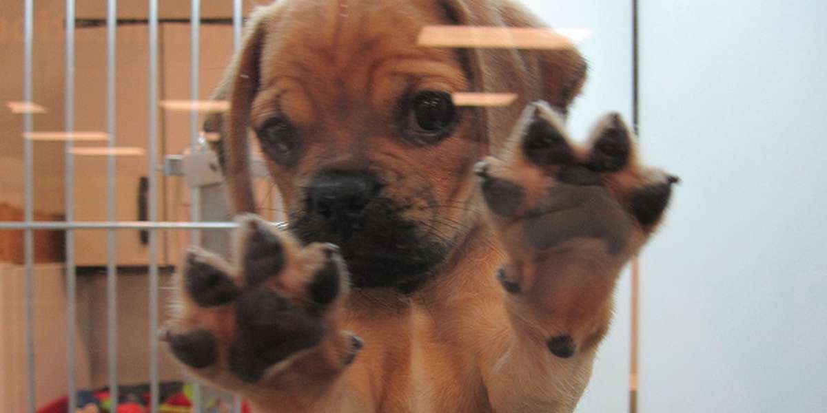 what happens to puppies at pet stores