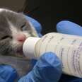 Inside The Kitten Nursery That Has Saved 5,000 Tiny Lives