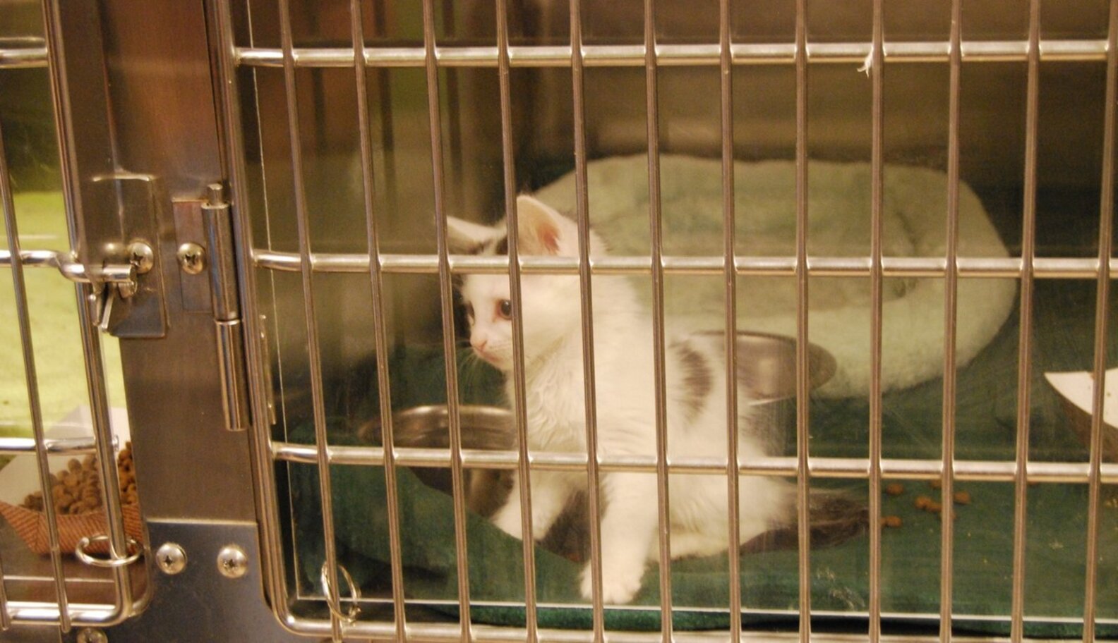 Inside The Kitten Nursery That Has Saved 5,000 Tiny Lives The Dodo