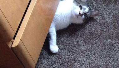 Cats Who Think It S Hysterical That You Ve Never Lived With A Cat Before The Dodo