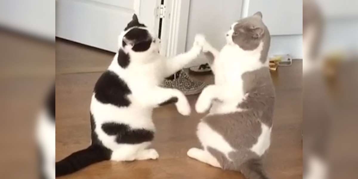 Cats playing patty cake french