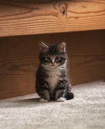 Cats Who Think It S Hysterical That You Ve Never Lived With A Cat Before The Dodo