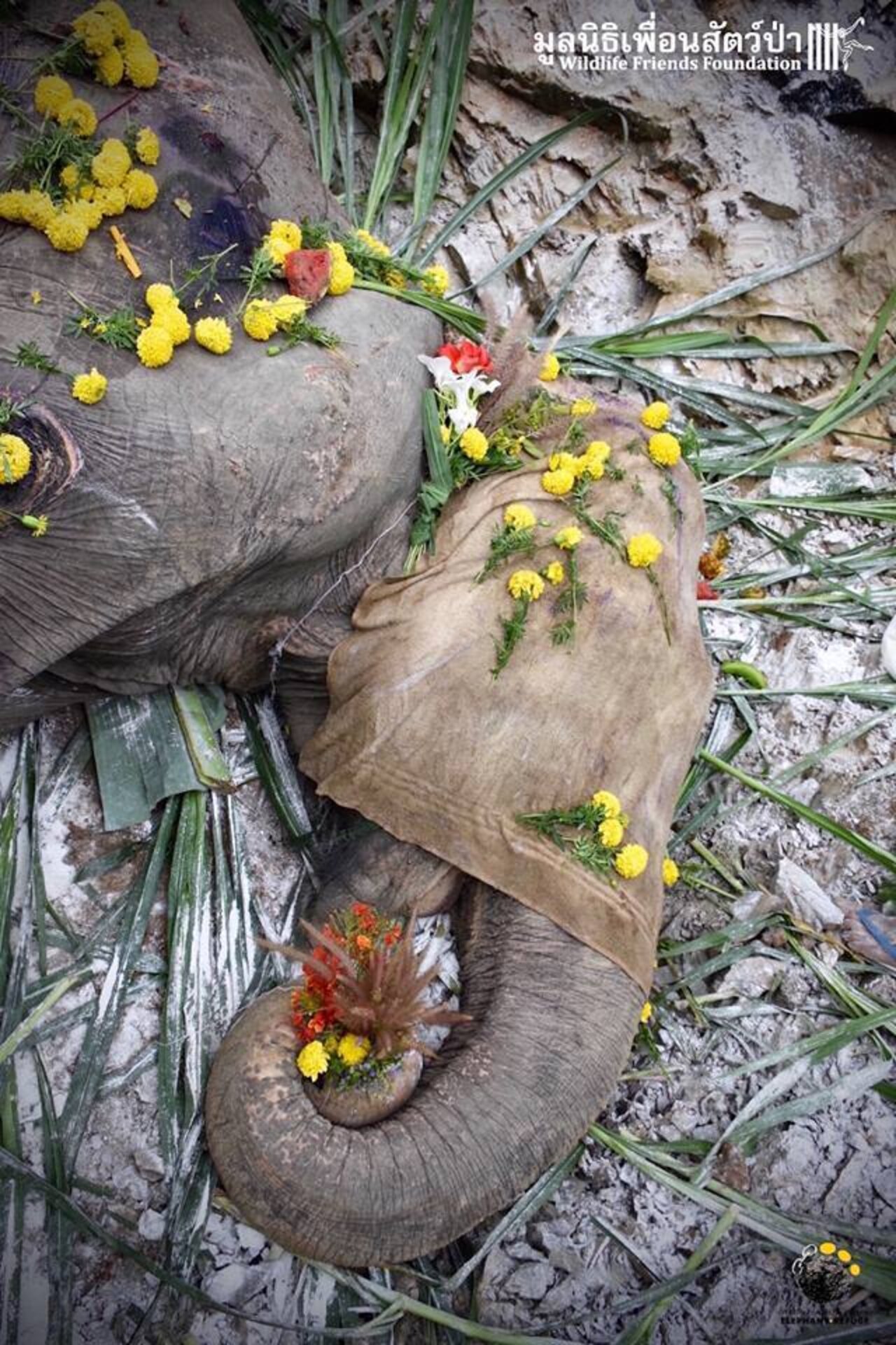 People Give Rescued Elephant The Sweetest Goodbye The Dodo