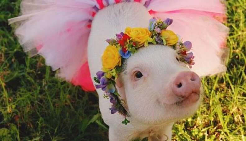 Rescue Pigs Get Flower Crowns To Make Them More Adoptable - The Dodo