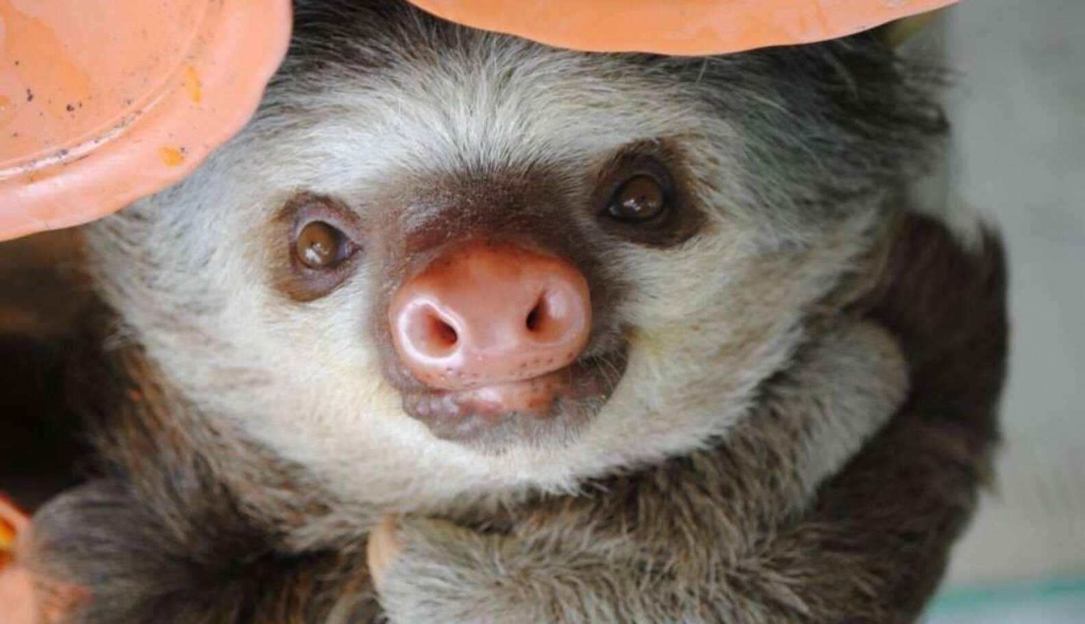 A day in the life of a sloth - The Dodo