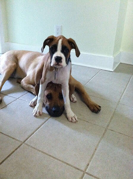 11 Stubborn Dogs Who Prefer To Sit On ... Other Dogs - The Dodo