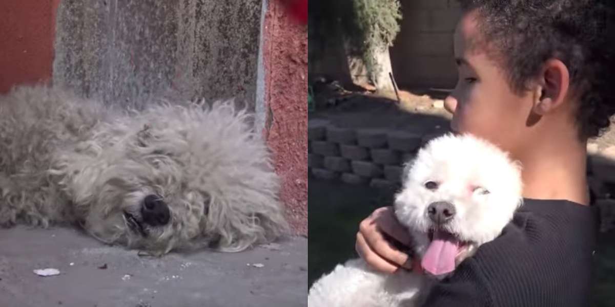 Homeless Dog Living On The Streets Rescued By A Little Boy - The Dodo