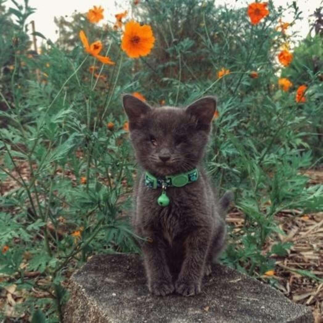 Blind Kitten With A Heart Condition Gets The Best Bucket List - The Dodo