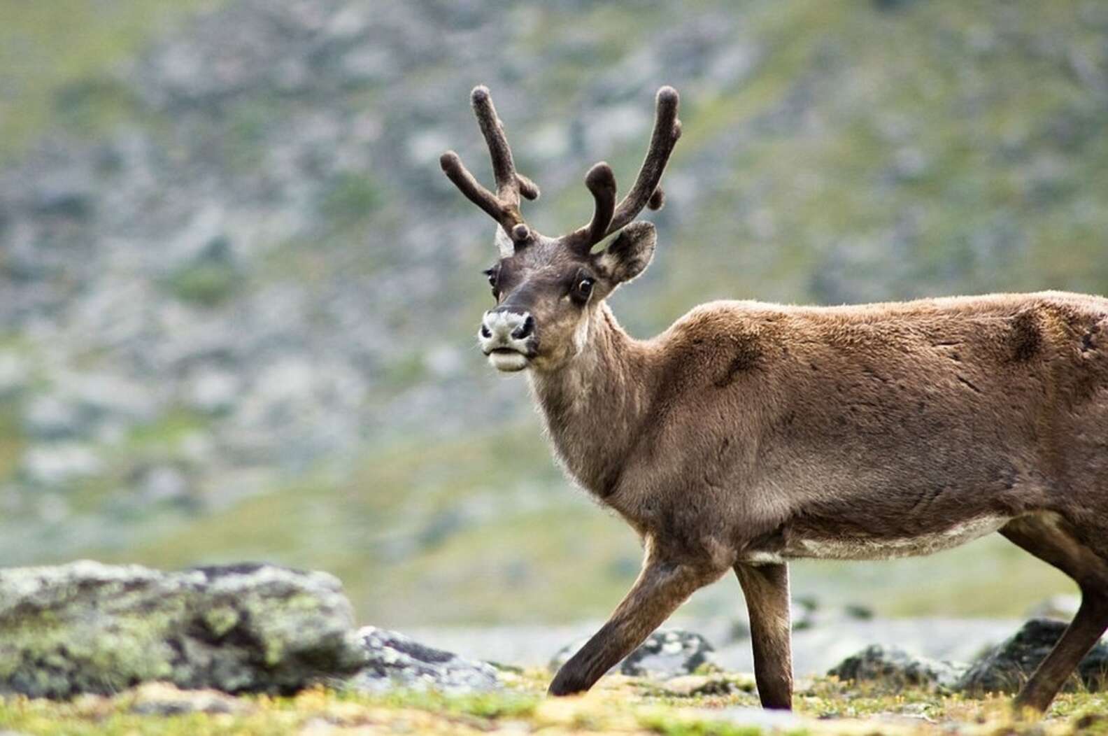 reindeer-actually-do-have-red-noses-the-dodo