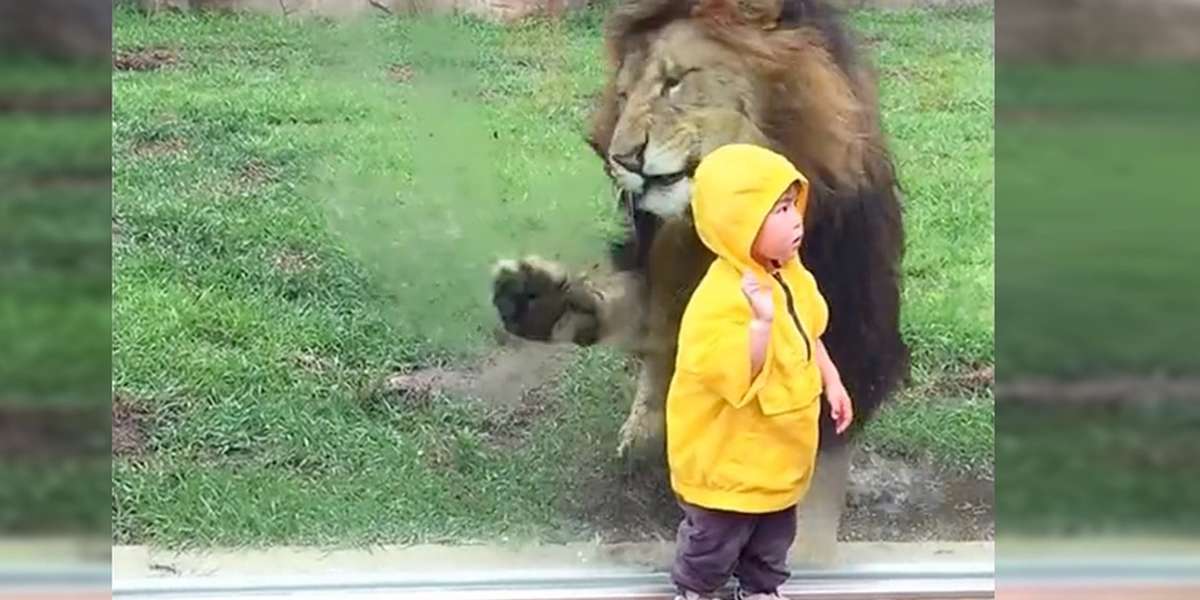 Zoo Lion Can't Take It Anymore After Child Provokes Him - The Dodo