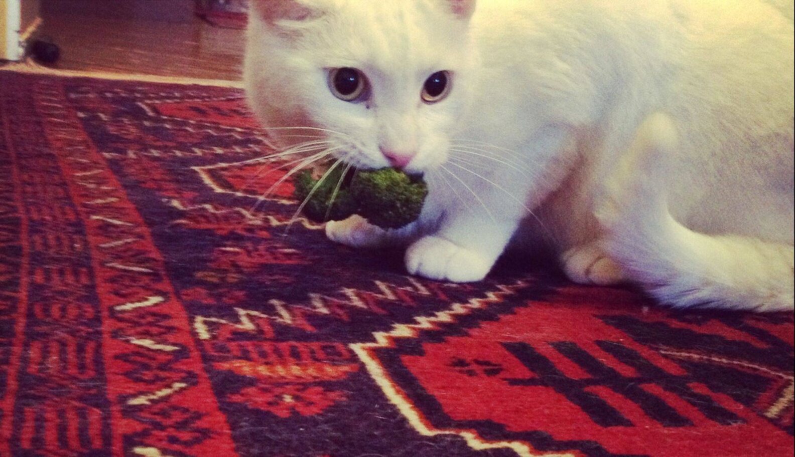 11 Cats and Dogs Who Totally Don't Get Why Some People Hate Broccoli