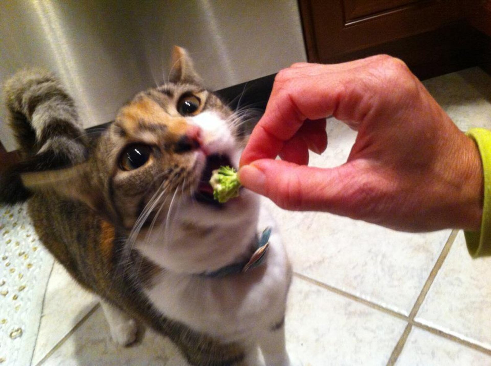 11 Cats and Dogs Who Totally Don't Get Why Some People Hate Broccoli