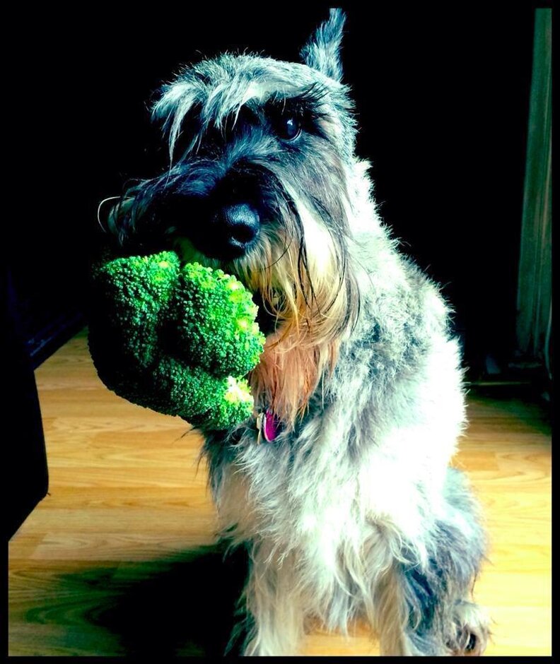 11 Cats and Dogs Who Totally Don't Get Why Some People Hate Broccoli