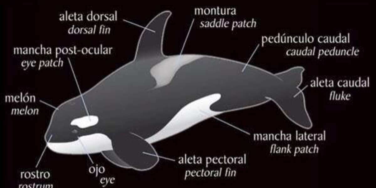 By MMA. Just a little orca diagram. OrcaSOS Blackfish captivitykills