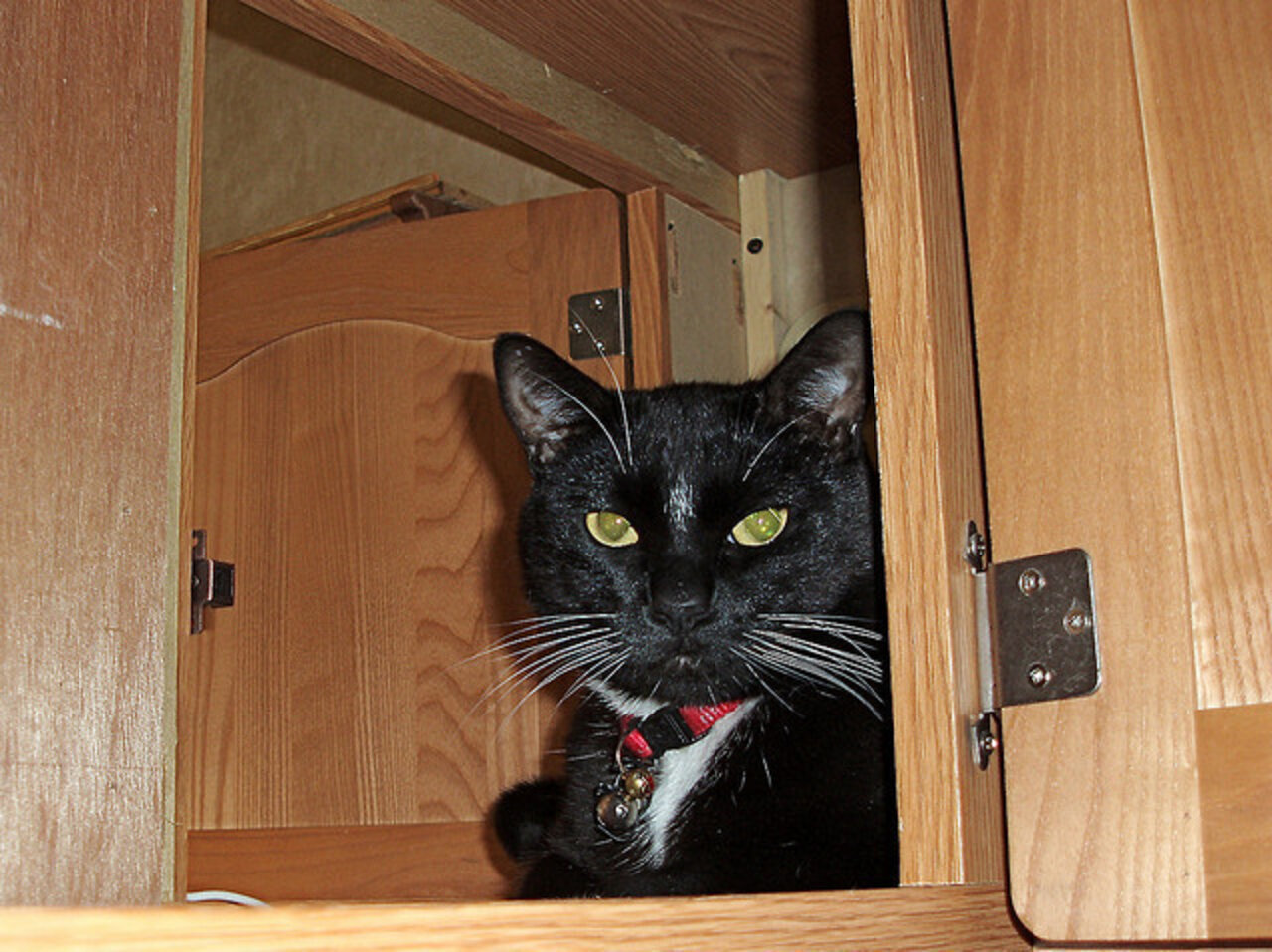 Having A Cat Is Basically The Same As Having A Teenager The Dodo