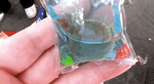 Turtles deals in keyrings