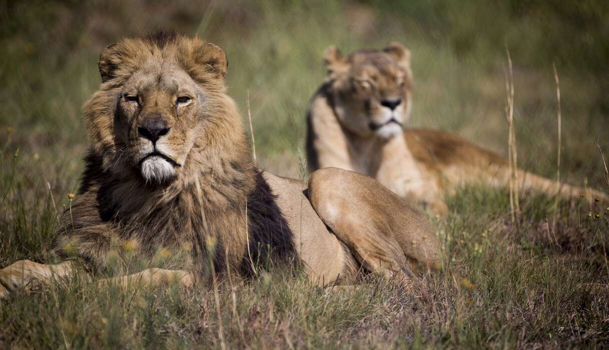 Lions Rescued From Zoo Take First Steps Into Grass And Sun - The Dodo