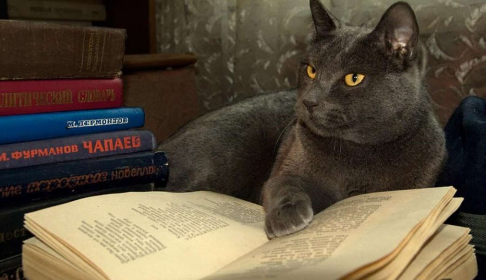 Кот с книгой