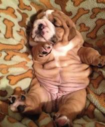 puppy with rolls