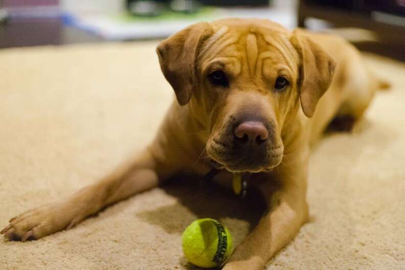 Shops dogs with wrinkled foreheads