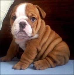 puppy with rolls