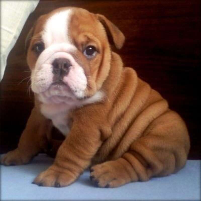 24 Puppies Who Haven't Grown Into Their Wrinkles - The Dodo