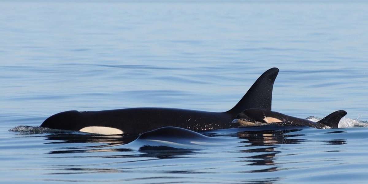 What's Killing The Southern Resident Orca Whales? The Dodo