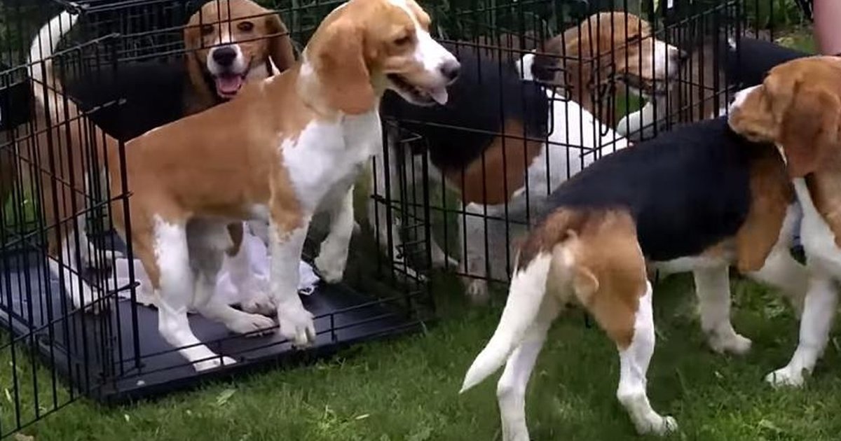 Beagles Freed From Lab Cages Discover What It Means To Truly Be Alive ...