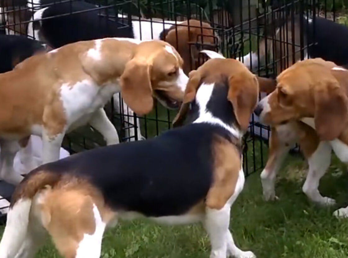 Beagles Freed From Lab Cages Discover What It Means To Truly Be Alive
