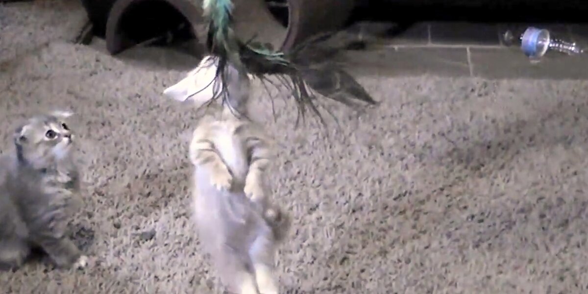 Kitten Absolutely Refuses To Let Go Of This Toy - Videos - The Dodo