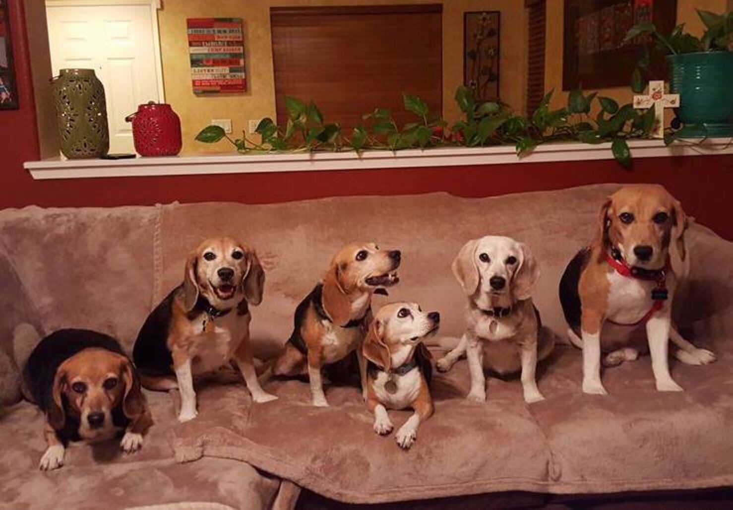 Beagles Freed From Lab Cages Discover What It Means To Truly Be Alive