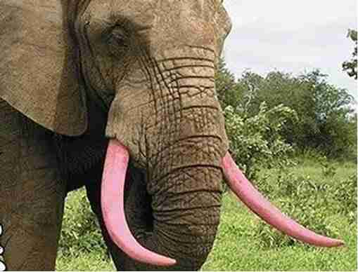 The Truth Behind The Elephant With Pink Tusks The Dodo