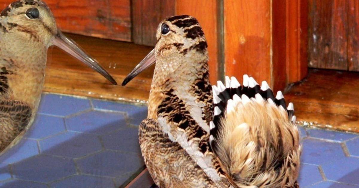 Taking Flight: American Woodcock Family Tragic Beginning, Dorf