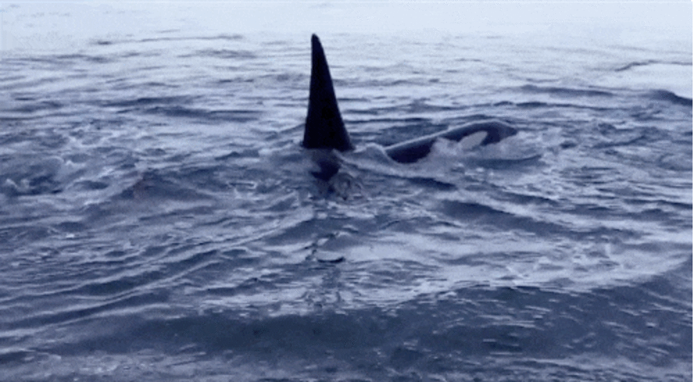 Wild Orcas Swim To Shore In Pursuit Of Good Massage - The Dodo