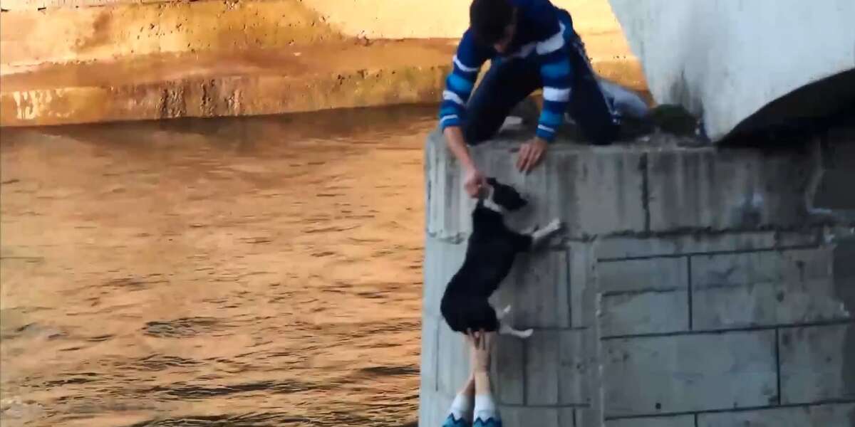 Man Jumps Off Bridge To Save Dog The Dodo