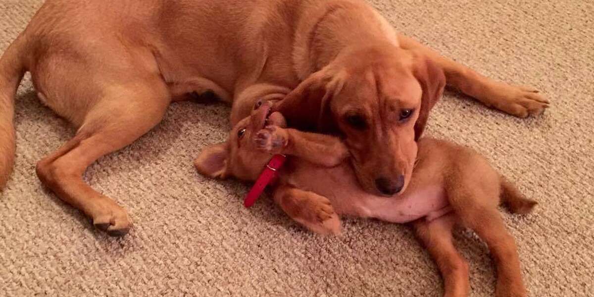 Rescue Puppy Gives Back By Taking Care Of Other Puppies The Dodo