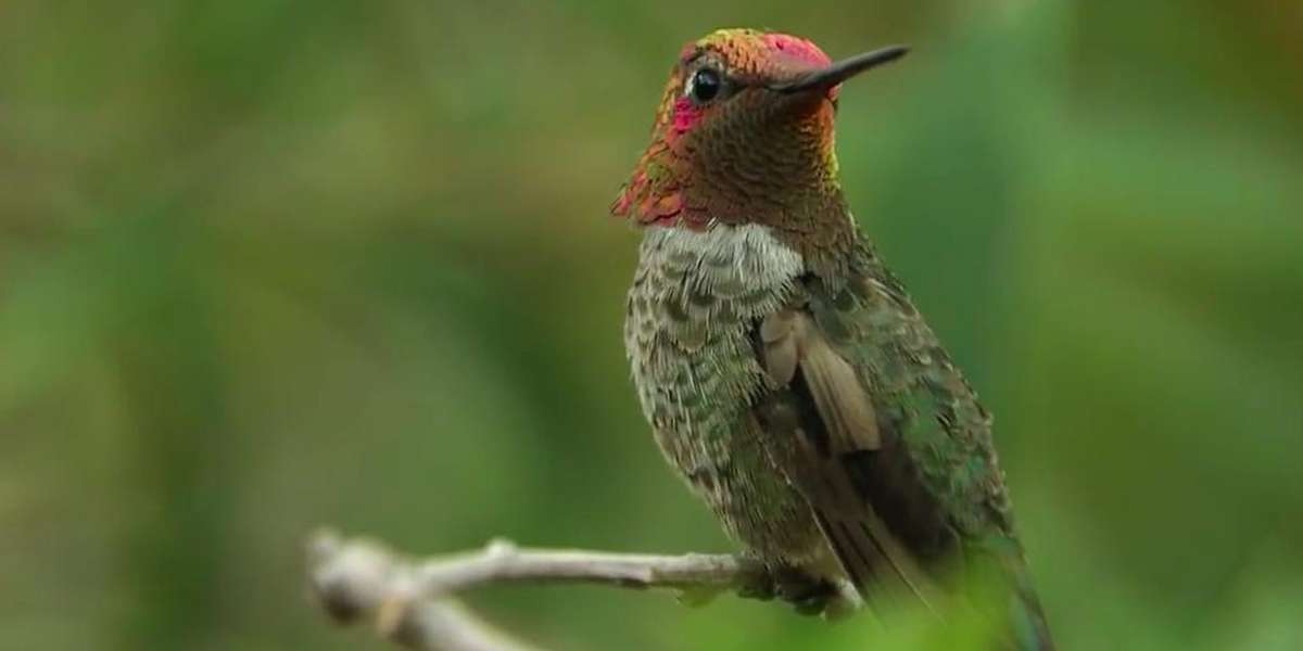 This Incredible Hummingbird Changes Colors With Every Turn The Dodo