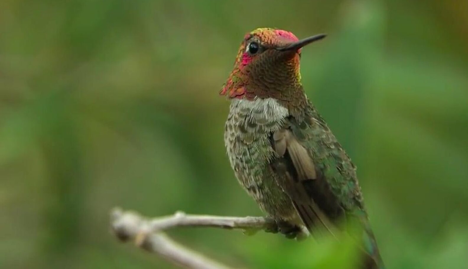 This Incredible Hummingbird Changes Colors With Every Turn - The Dodo